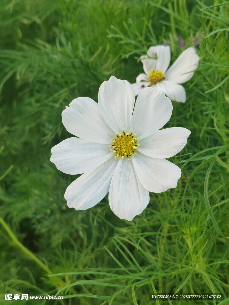 两朵白色波斯菊绽放绿草间