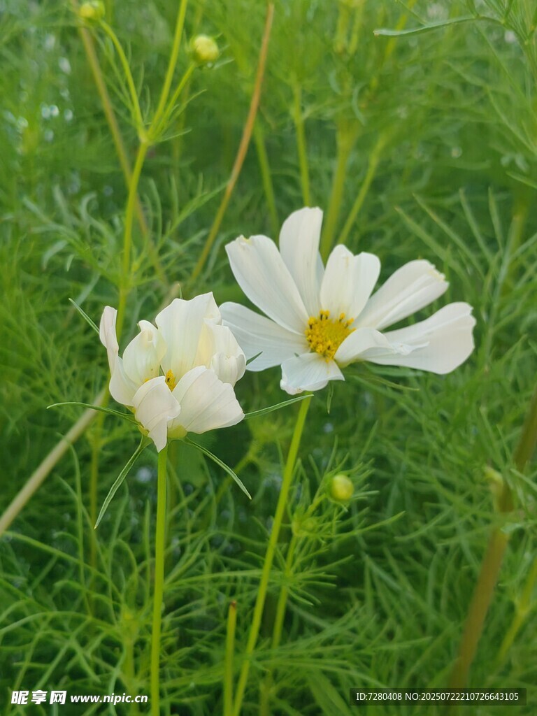 田野中的两朵白色波斯菊