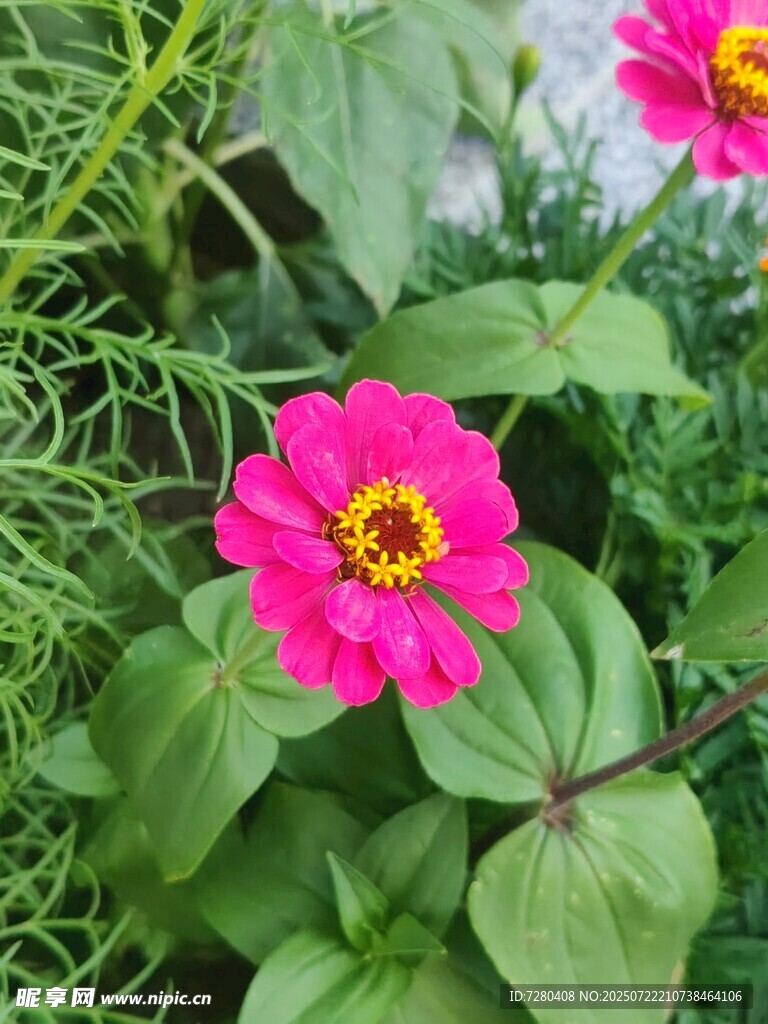 娇艳粉色百日菊绽放