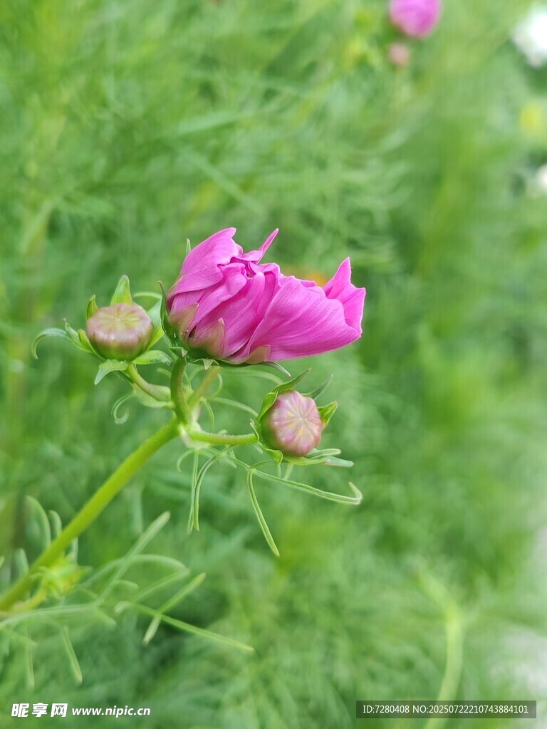 娇艳粉色花朵绽放于草丛