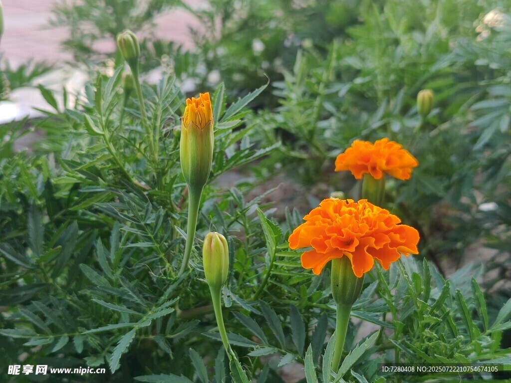 绽放的橙色万寿菊
