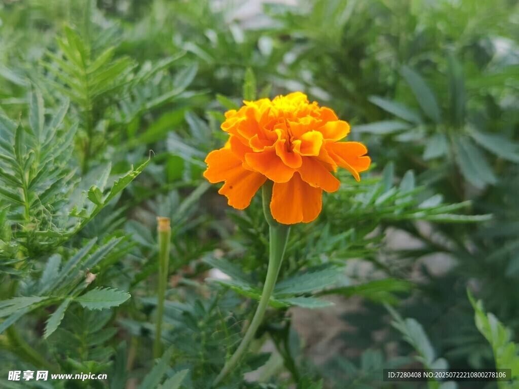橙色万寿菊绽放绿叶间