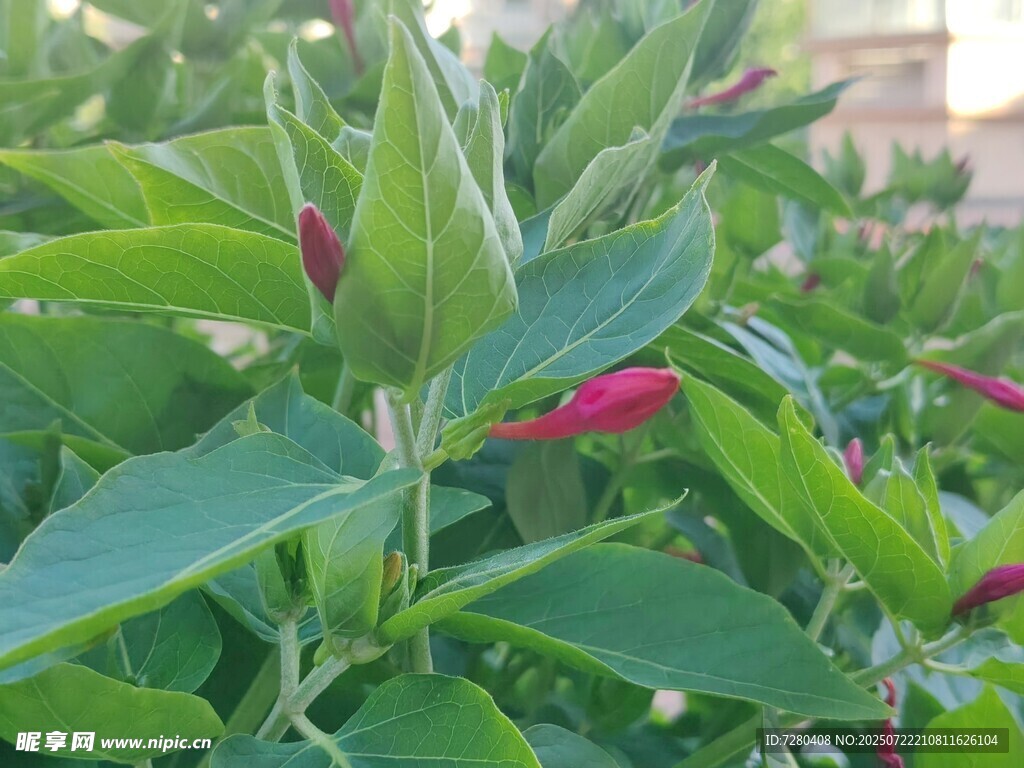 绿叶间的娇艳红花