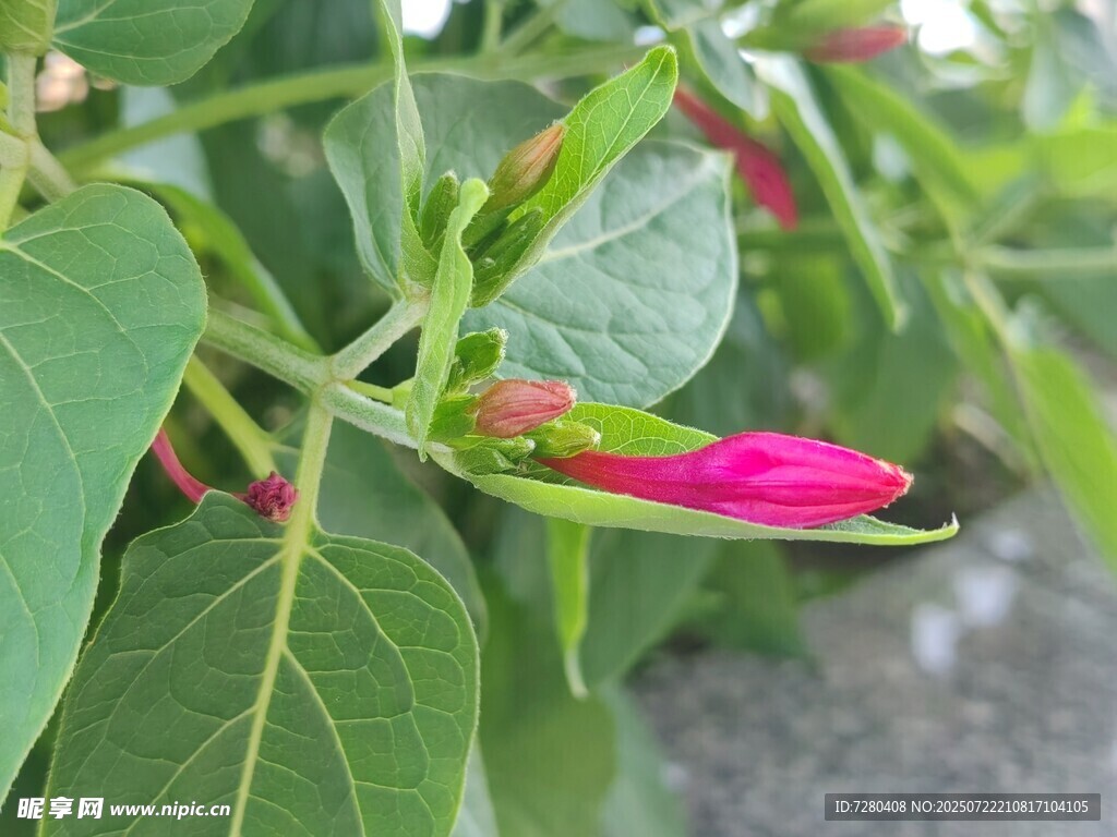 娇艳彩叶植物特写