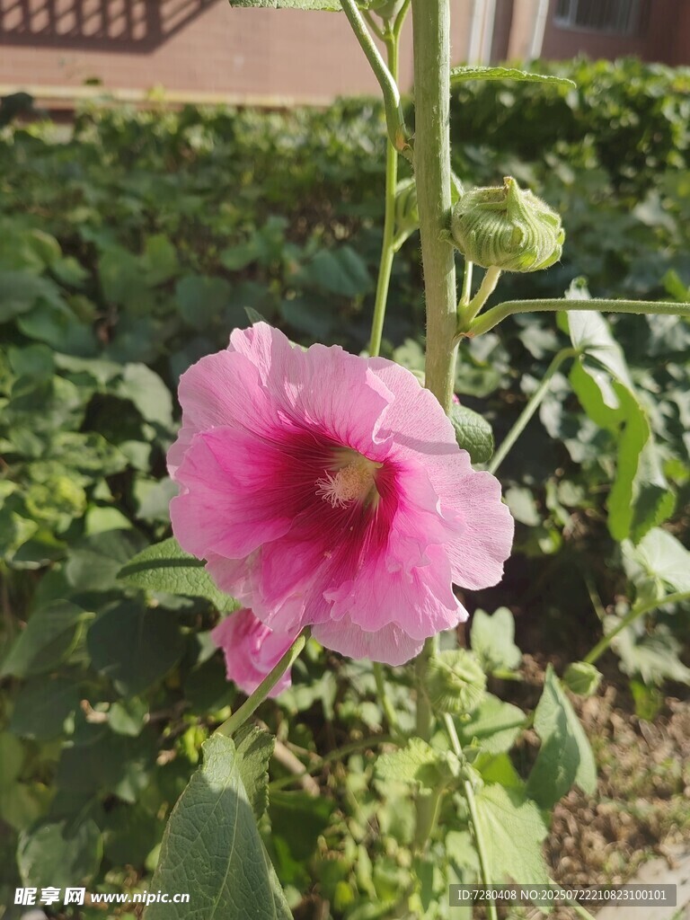 娇艳木槿花