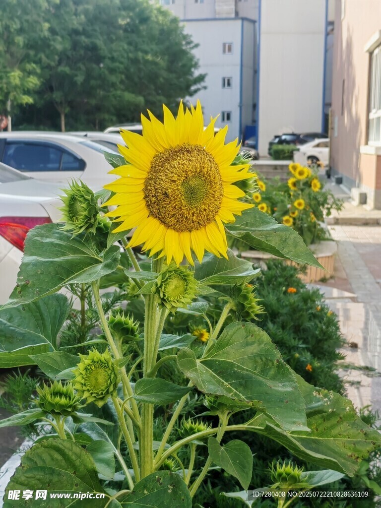 路边绽放的灿烂向日葵
