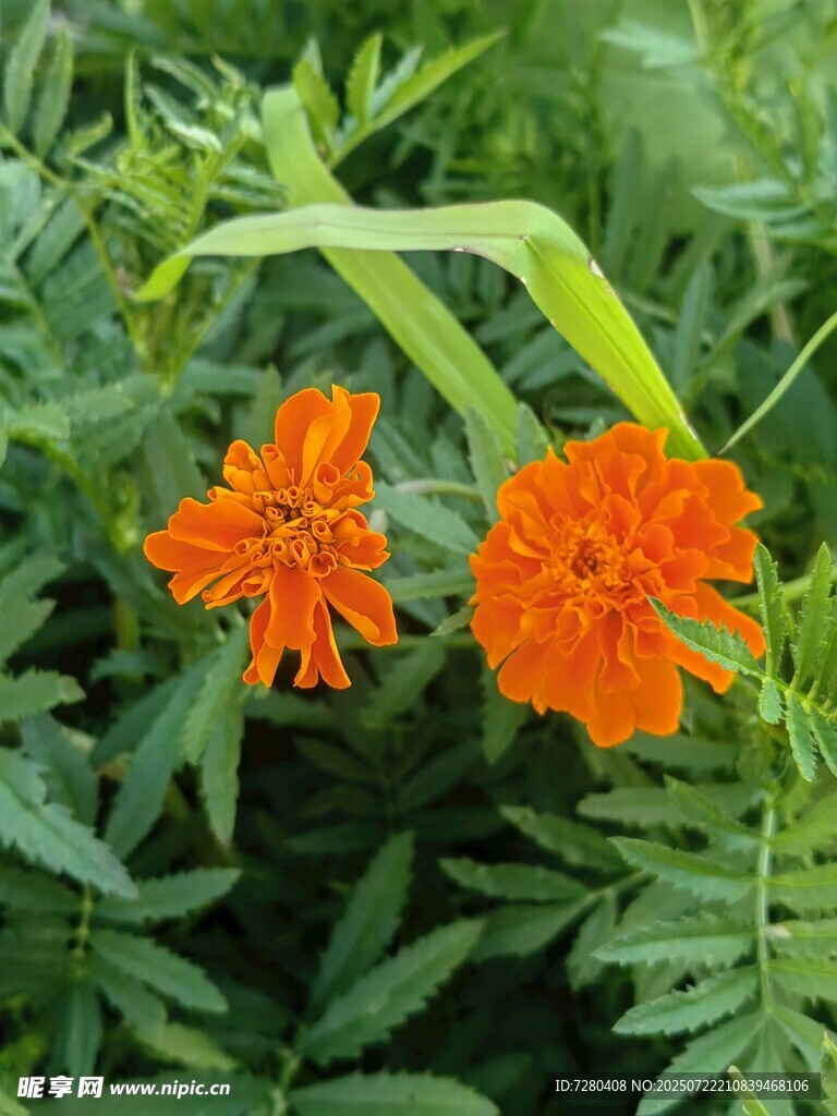 两朵鲜艳橙色万寿菊绽放