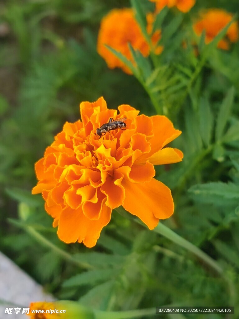橙色花朵上的小蜜蜂