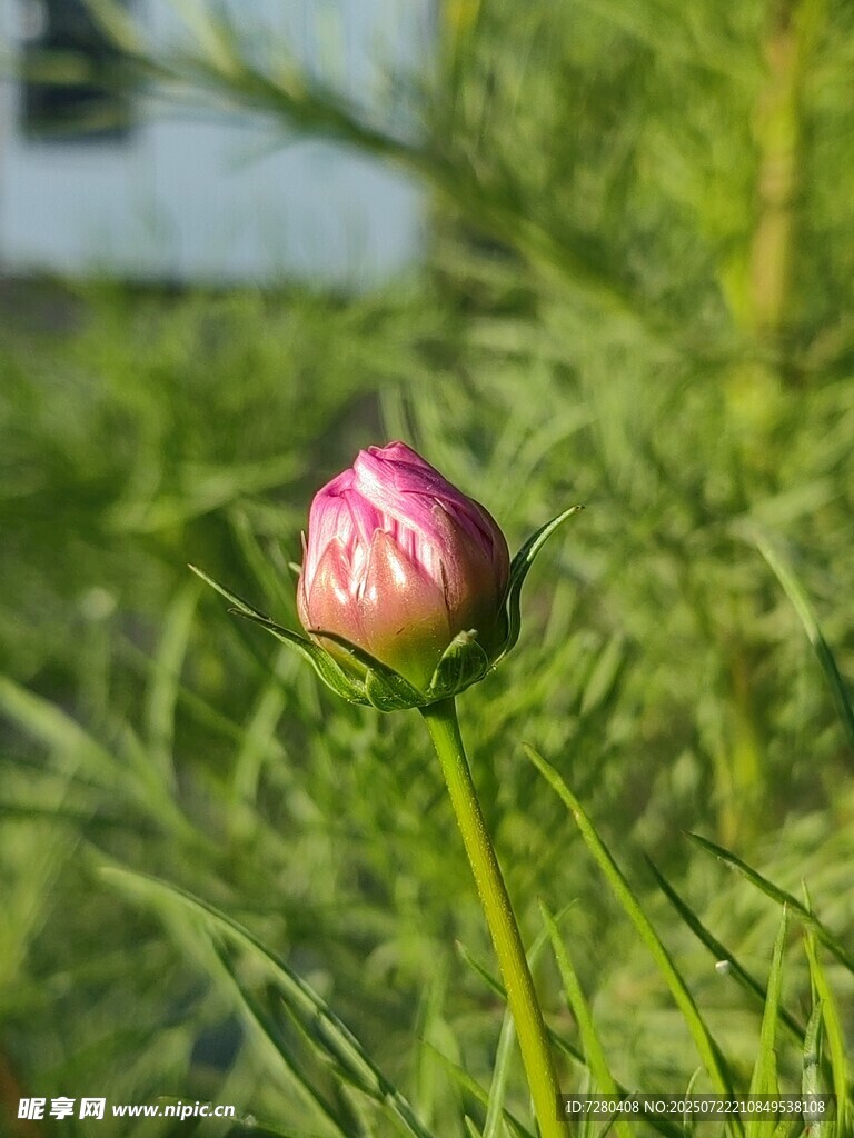 含苞待放的娇艳芍药花