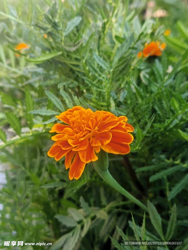 鲜艳橙色万寿菊绽放