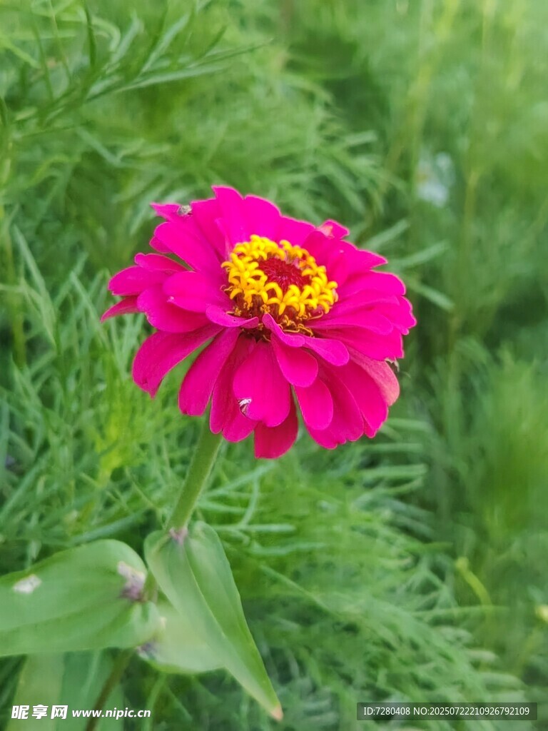 娇艳粉色百日菊绽放