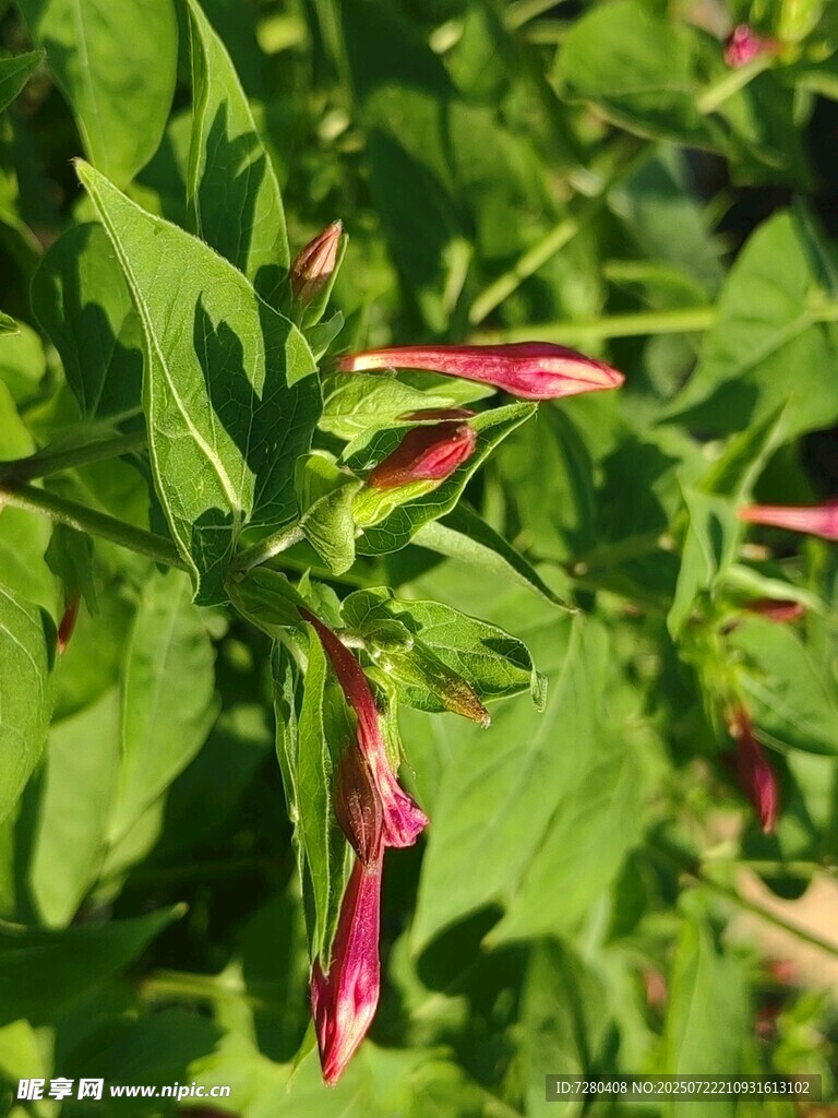 绿叶间的多彩喇叭状花朵