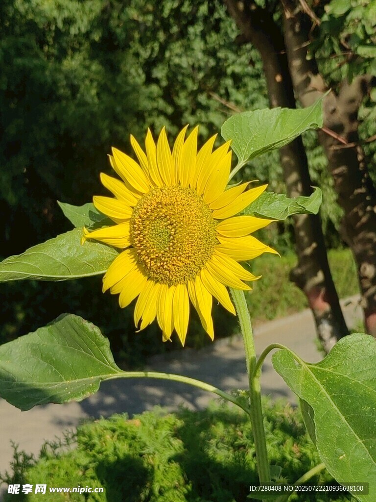 阳光下的灿烂向日葵
