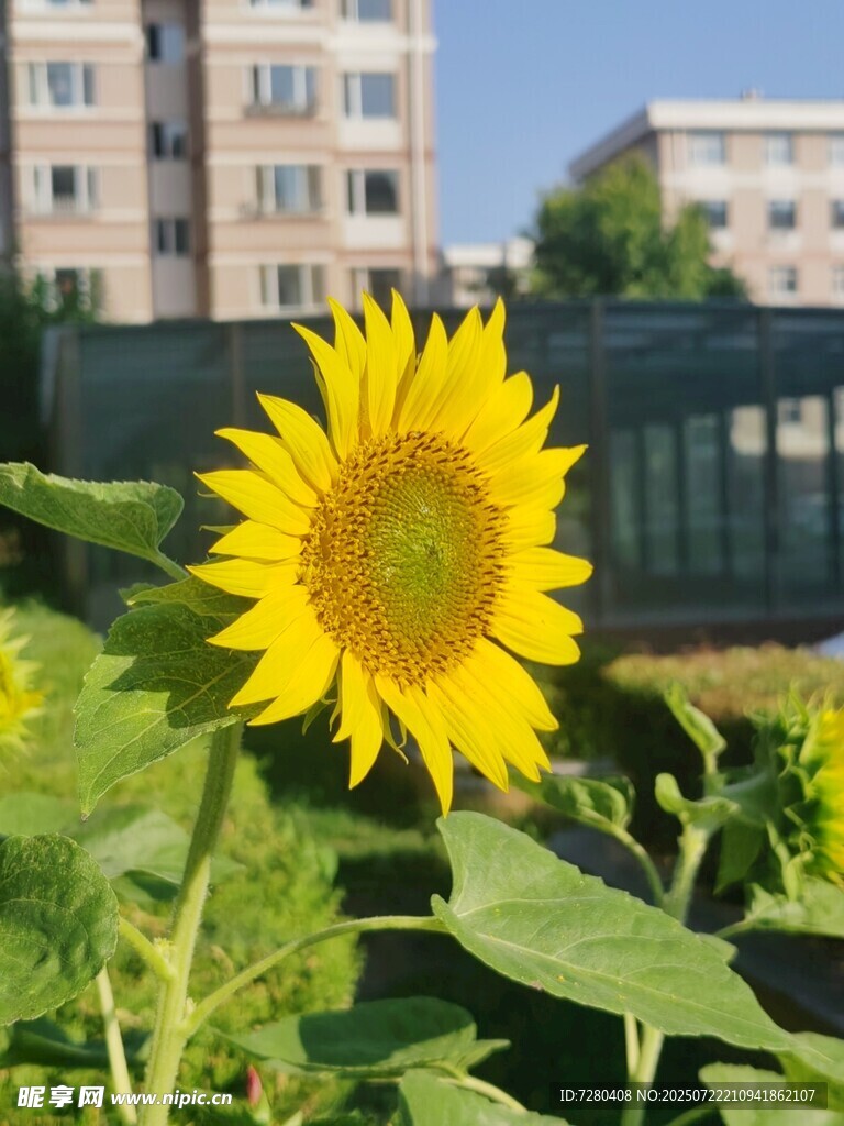 阳光下的灿烂向日葵