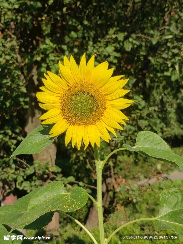 阳光下的灿烂向日葵