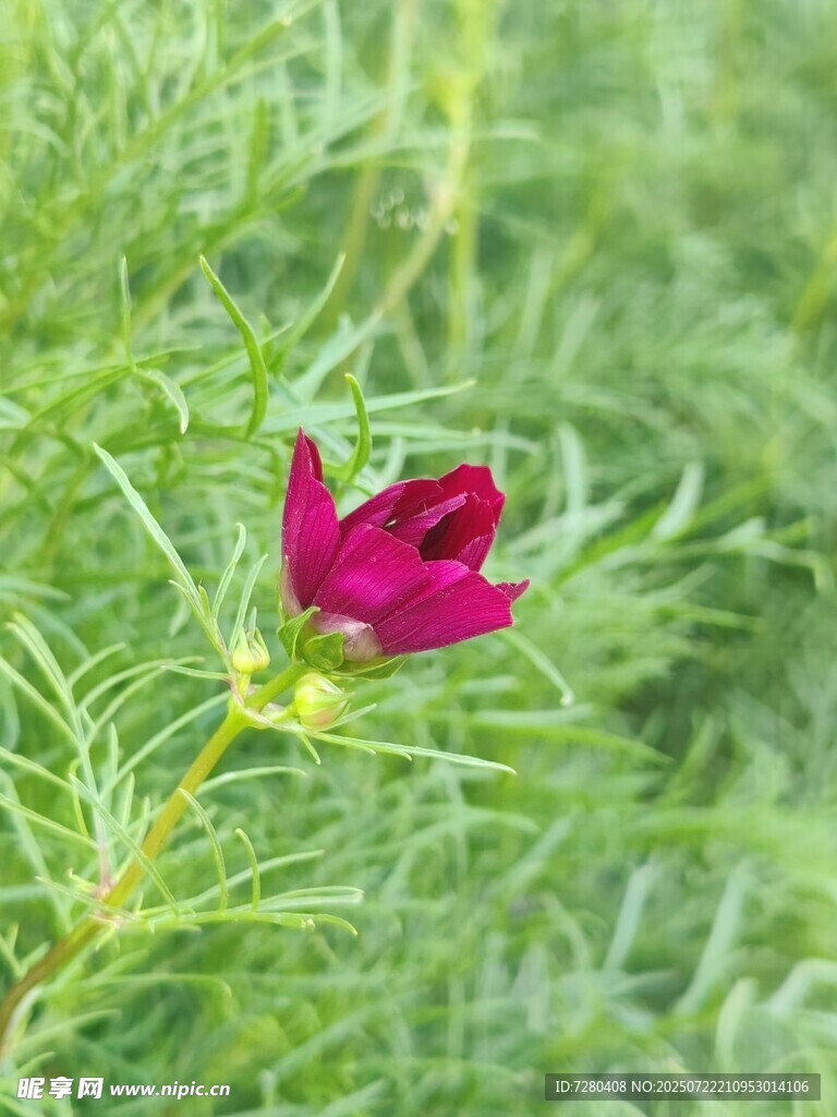 草丛中的艳丽红花朵