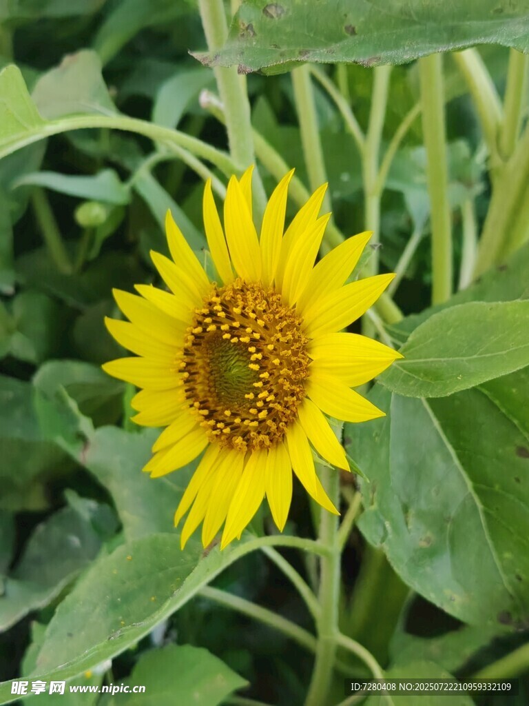 绽放的向日葵