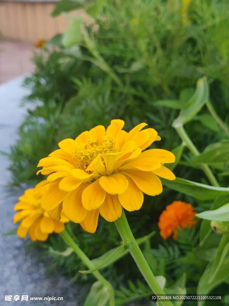 黄色金盏菊绽放于草丛
