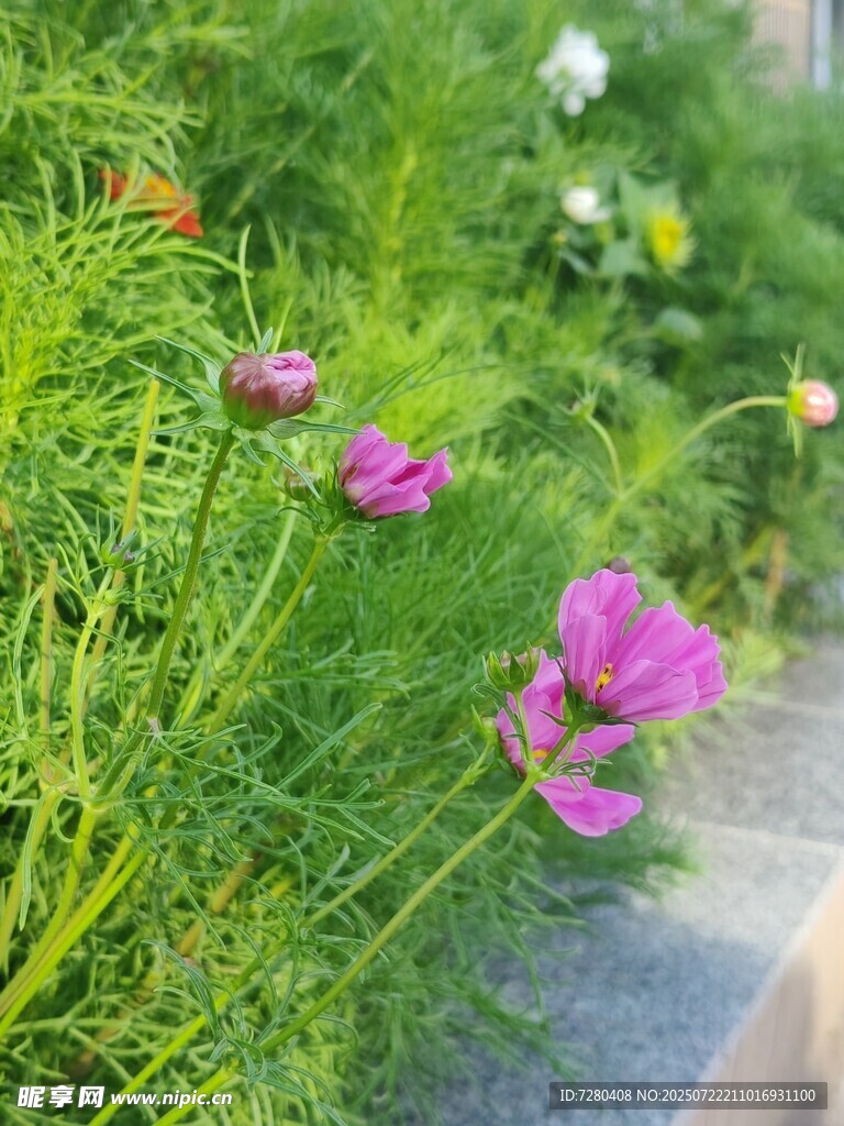 路边绽放的娇艳粉色小花
