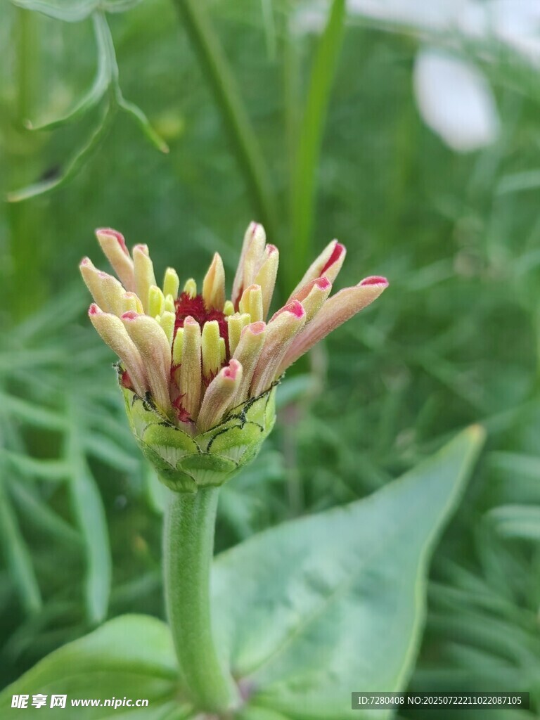含苞待放的多彩花朵