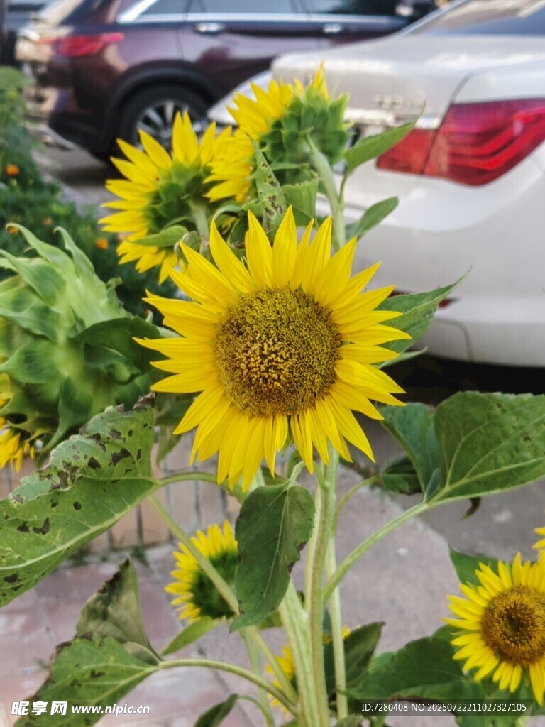 路边绽放的灿烂向日葵