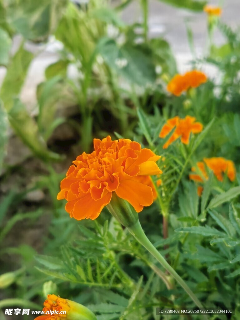 鲜艳万寿菊绽放绿意间