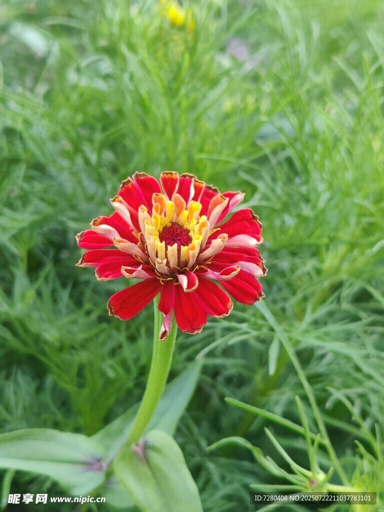 鲜艳红色花朵绽放绿意中