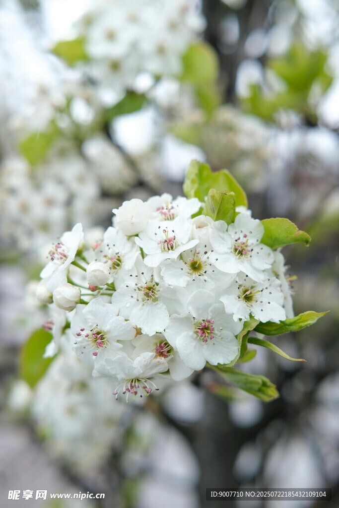洁白梨花绽放枝头