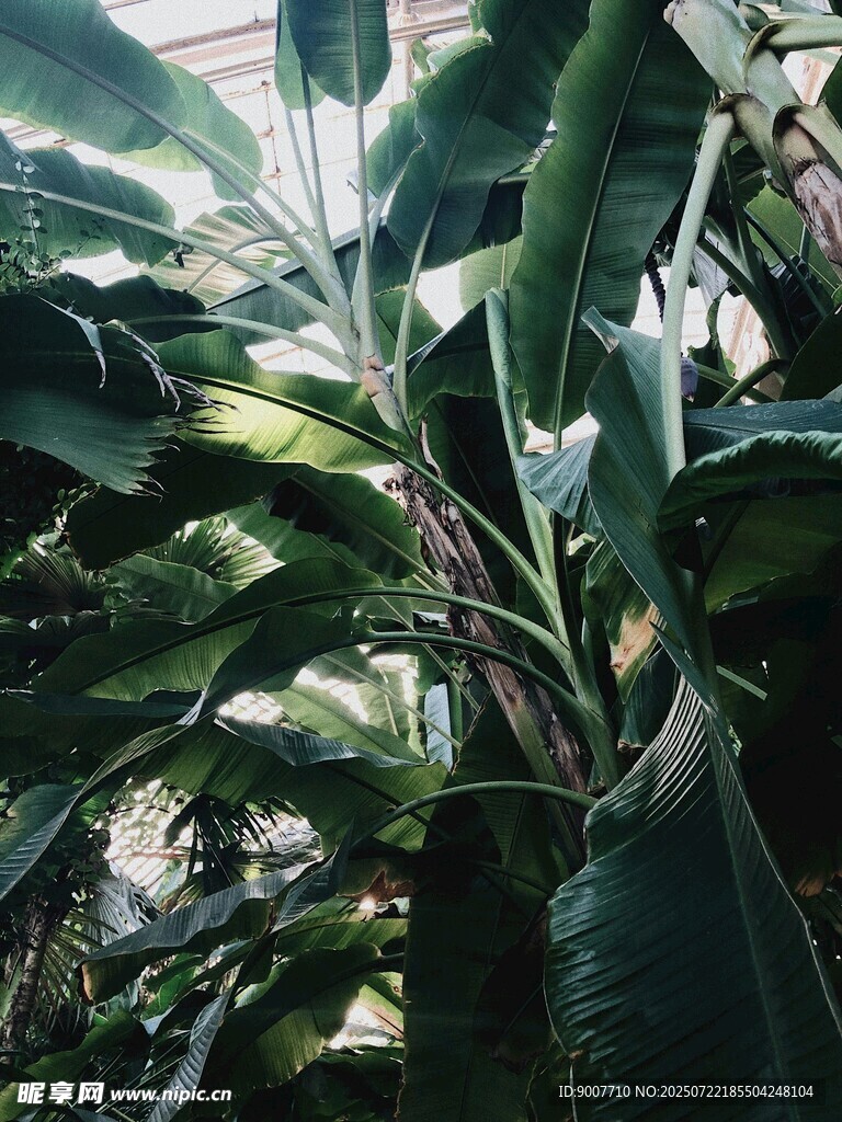 繁茂的热带植物景观