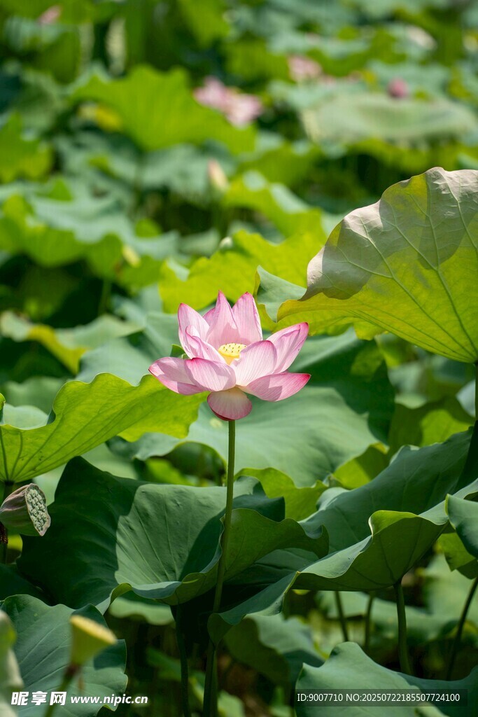 粉色荷花绽放于绿叶间