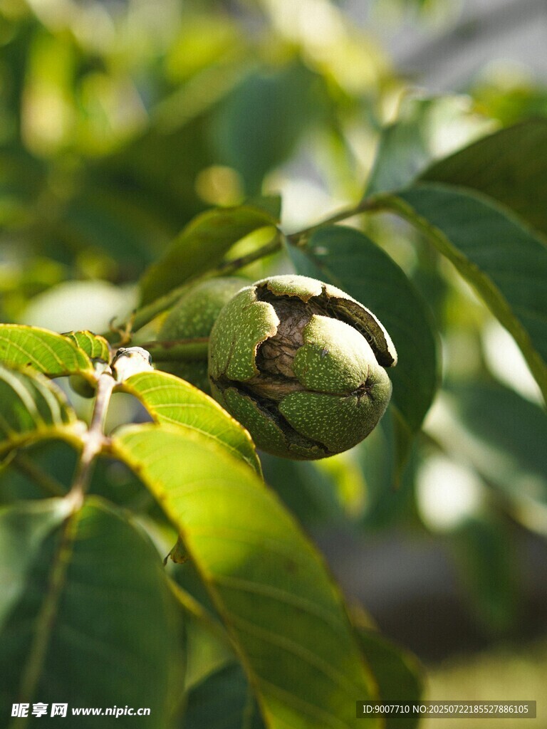 枝头青核桃 绿意正浓