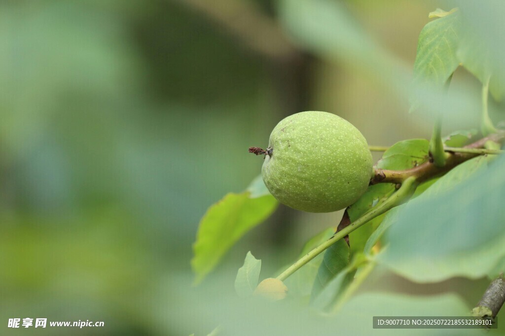 枝头青核桃