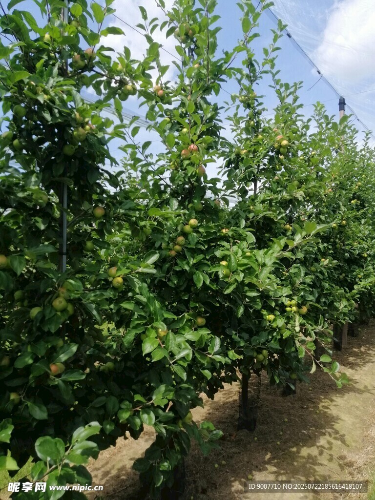 果园里茂盛的果树