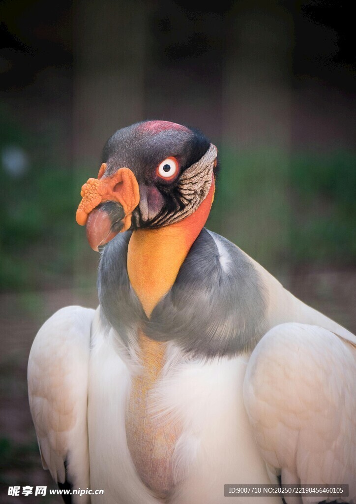 秃鹫特写