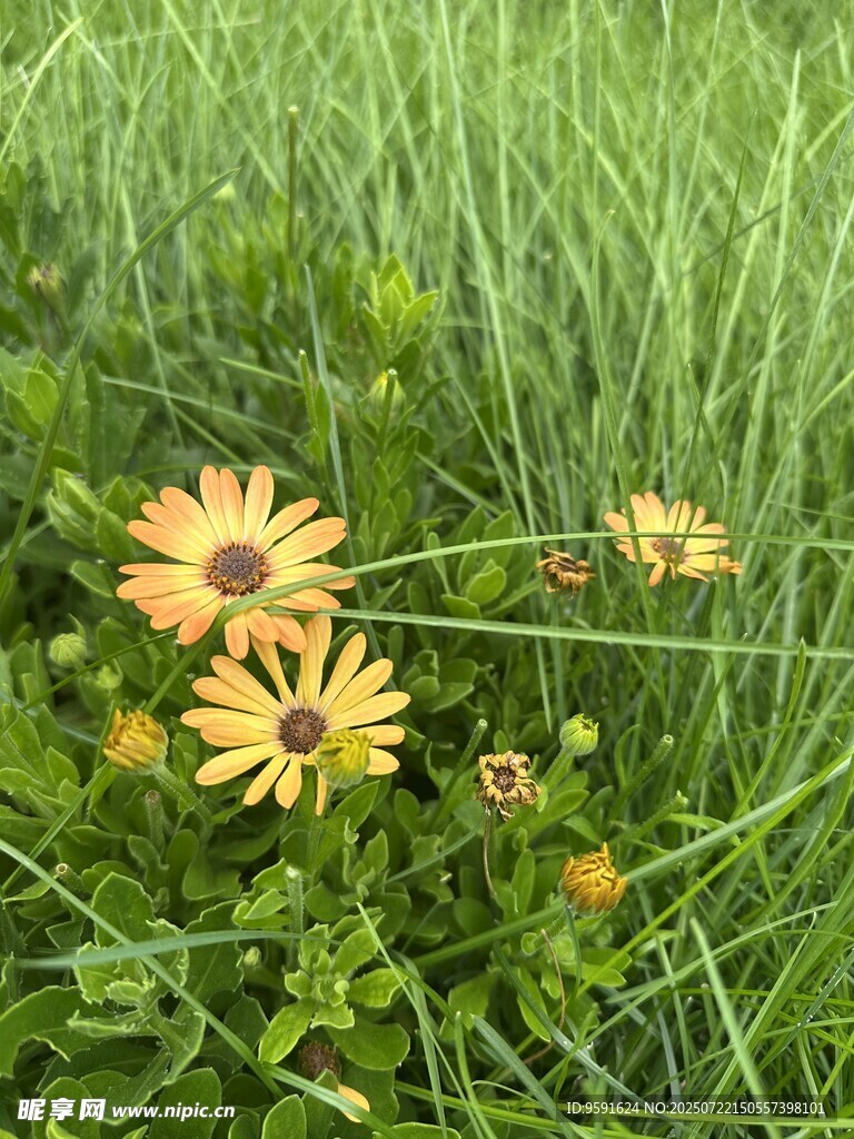 草丛中的灿烂小黄花