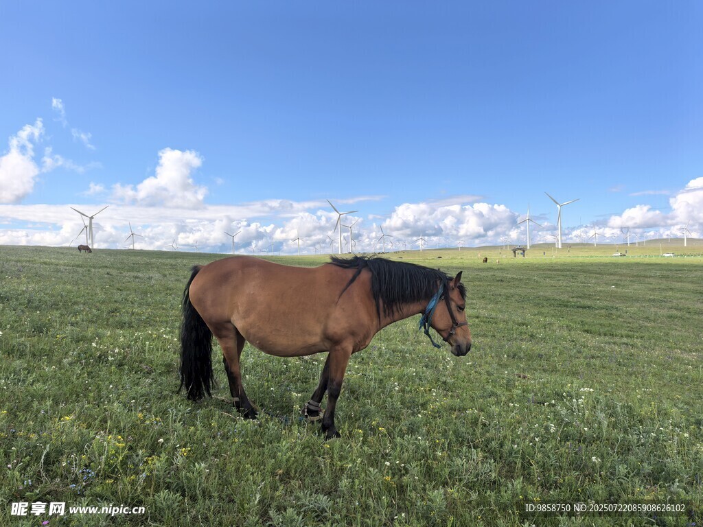 草原上的骏马