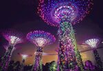 新加坡滨海湾璀璨擎天树