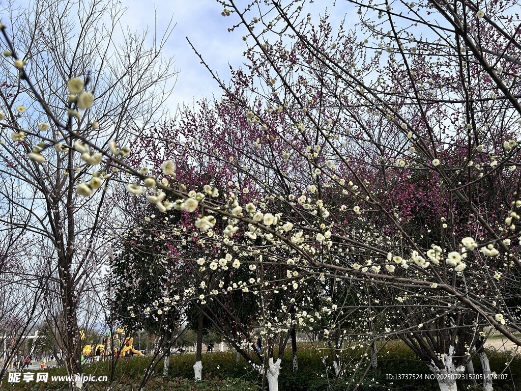 樱花