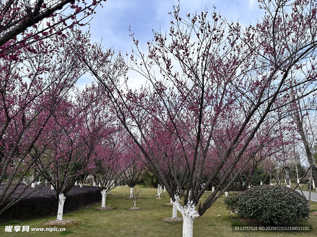 樱花