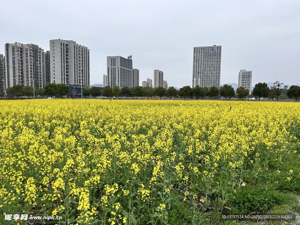 花海 油菜花