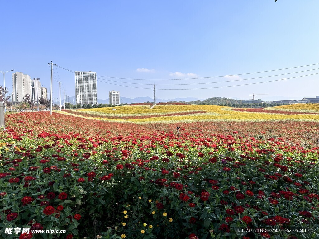 花海 百日菊