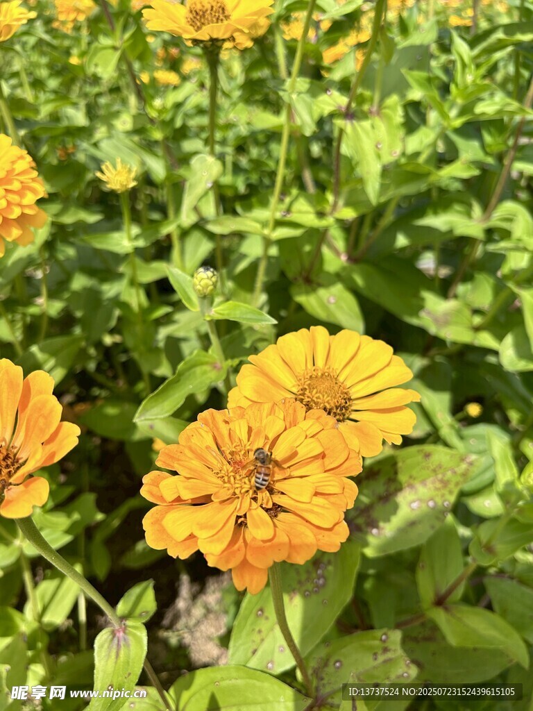 花 百日菊
