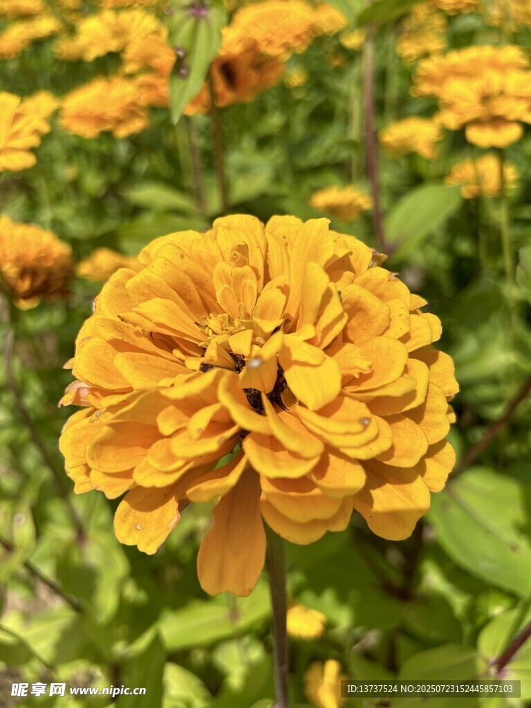 花 百日菊