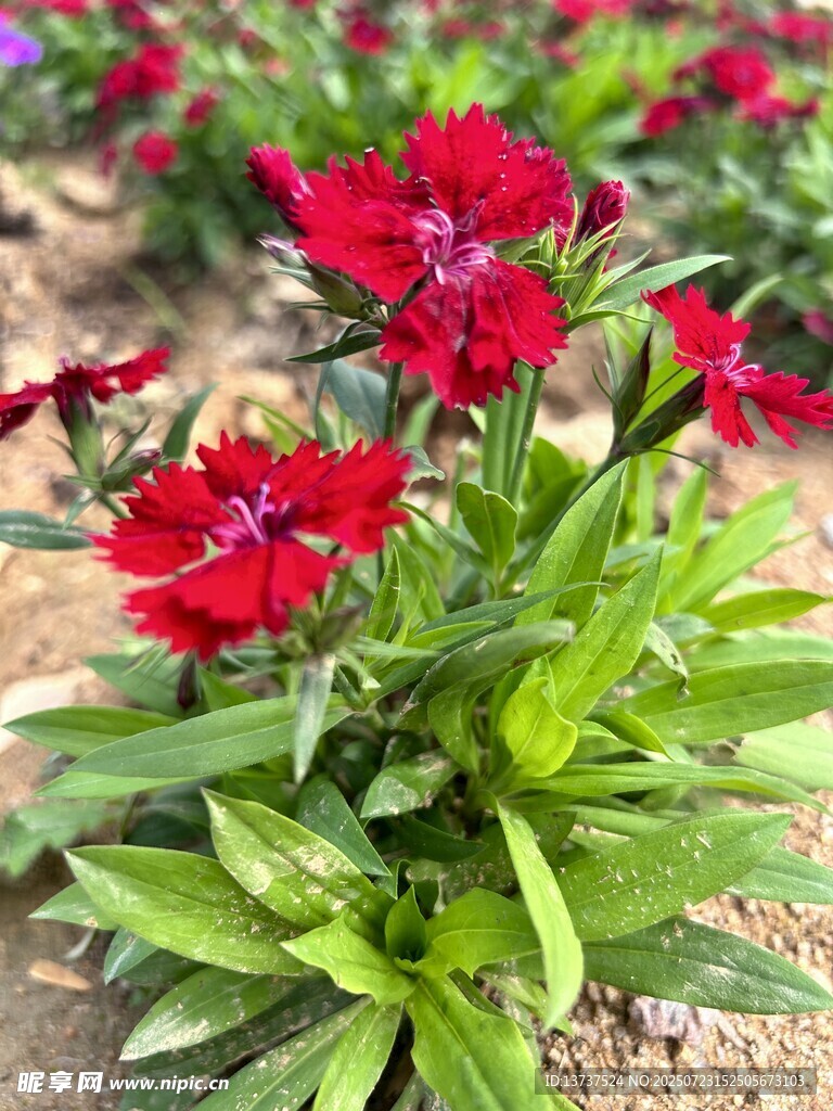 石竹花