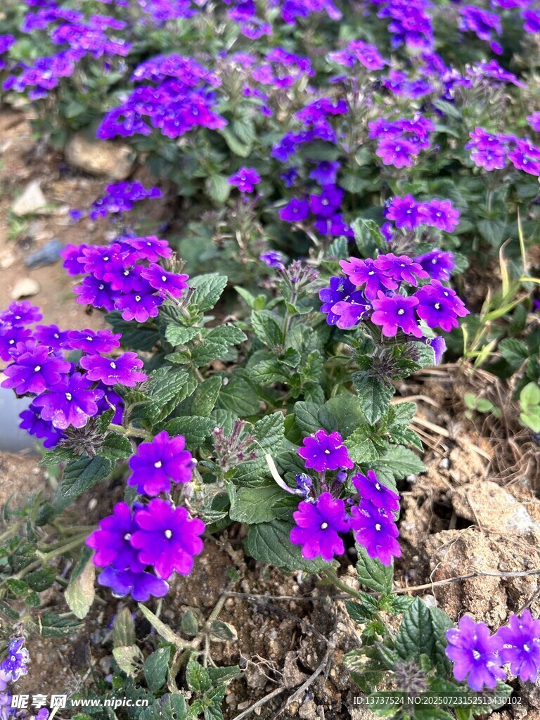 花 细叶美女樱