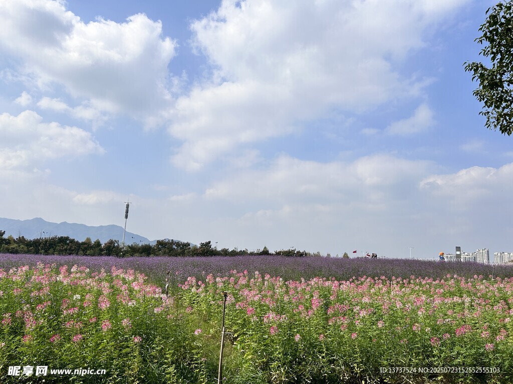 花海 醉蝶花