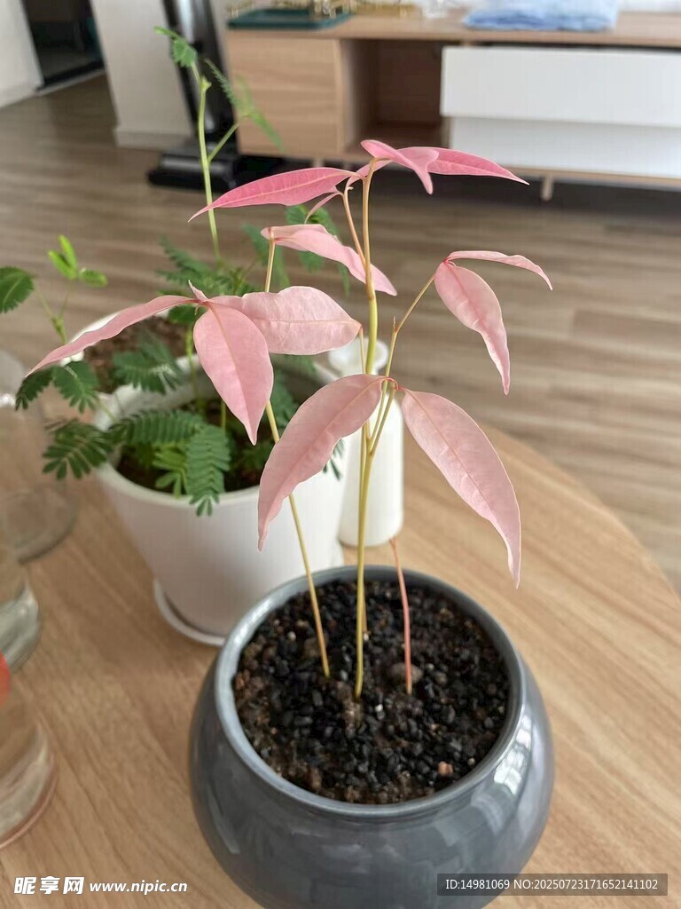 荔枝