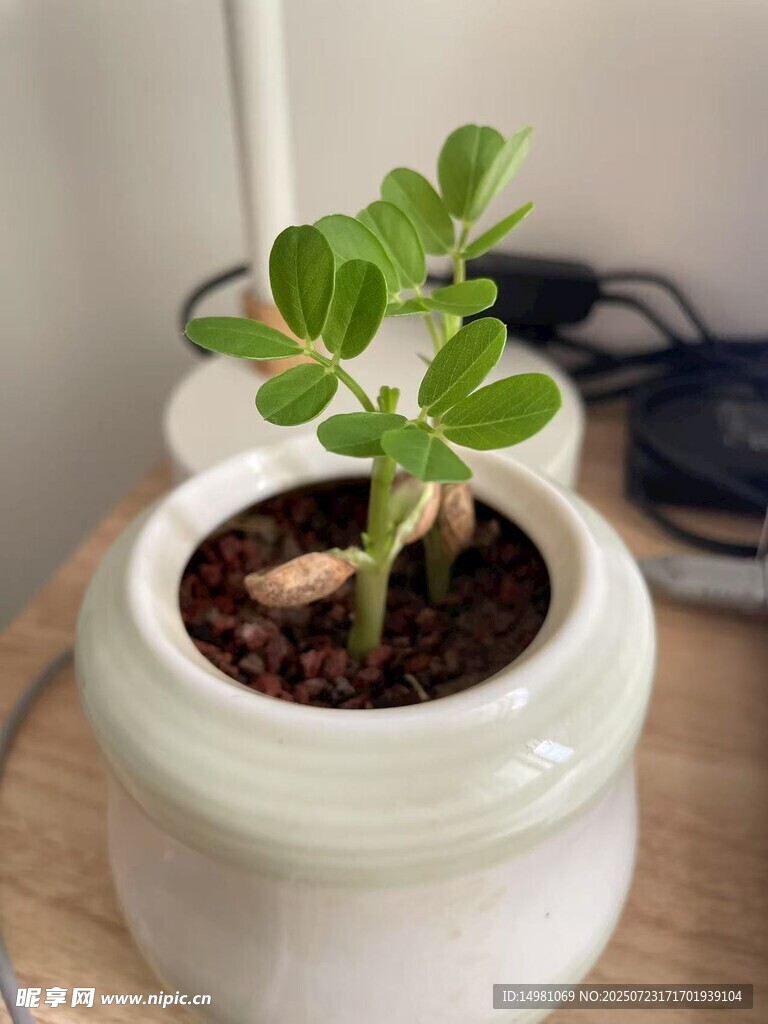 盆景花生