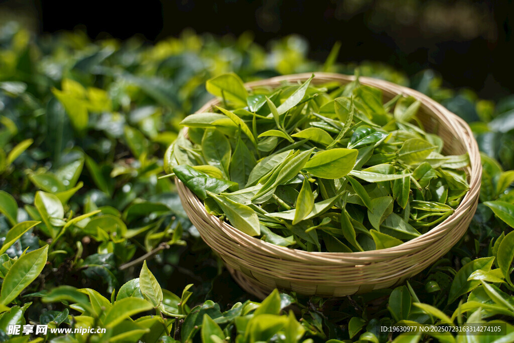 竹篮盛新茶