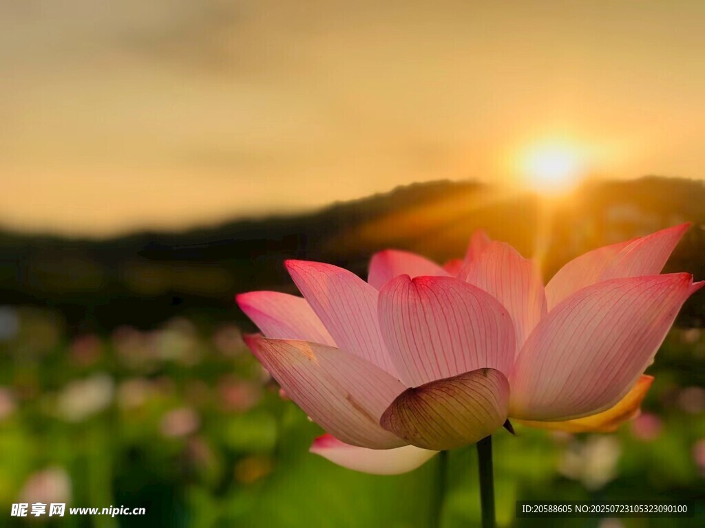 夕阳下绽放的娇艳荷花